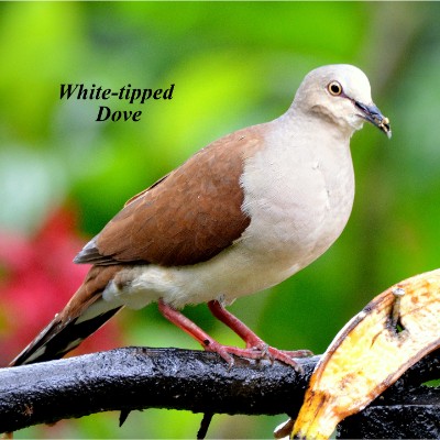 White-tipped Dove